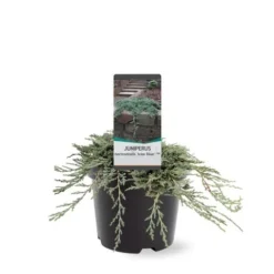 Jeneverbes (Juniperus Horizontalis 'Icee Blue') -Goedkope Tuin Sprankel Winkel 233100.030c03 2146537