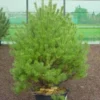 Grove Den (Pinus Sylvestris 'Norwegian') -Goedkope Tuin Sprankel Winkel 281pinussylv.norwegian 7