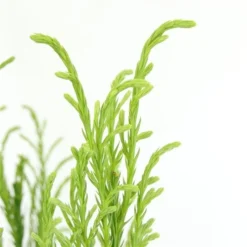 Sikkelden (Cryptomeria Japonica 'Kitayama') -Goedkope Tuin Sprankel Winkel 2887685 v t5