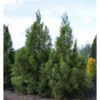 Sikkelden (Cryptomeria Japonica 'Kitayama') -Goedkope Tuin Sprankel Winkel 2887689 v t5