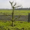 Wilde Perenboom (Pyrus Communis) -Goedkope Tuin Sprankel Winkel 317pyruscommunis 5