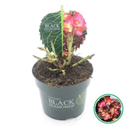 Hortensia (Hydrangea Black Diamonds Dark Angel) -Goedkope Tuin Sprankel Winkel 3 4