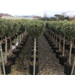 Grove Den Op Stam (Pinus Sylvestris 'Watereri') -Goedkope Tuin Sprankel Winkel 5 1