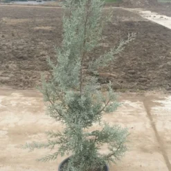 Cipres (Cupressus Arizonica 'Glauca') -Goedkope Tuin Sprankel Winkel 7888f186 82df 40f0 a6e3 5c48ccda9904