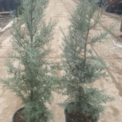 Cipres (Cupressus Arizonica 'Glauca') -Goedkope Tuin Sprankel Winkel 94d98ecf eeaf 4488 bd36 6b6bea13f39a