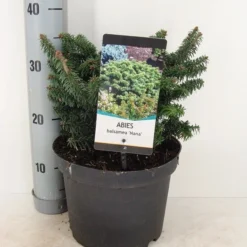 Dwerg Balsemden (Abies Balsamea 'Nana') -Goedkope Tuin Sprankel Winkel abies balsemea nana c5 m