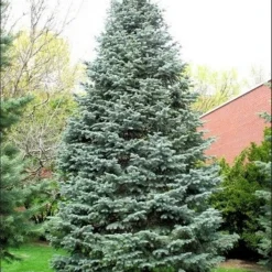 Colorado Zilverspar (Abies Concolor) -Goedkope Tuin Sprankel Winkel abies concolor