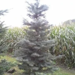 Colorado Zilverspar (Abies Concolor) -Goedkope Tuin Sprankel Winkel abies concolor 300 350