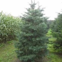 Colorado Zilverspar (Abies Concolor) -Goedkope Tuin Sprankel Winkel abies concolor 300 350 1