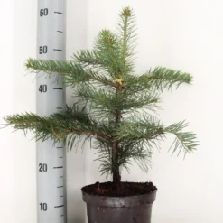 Colorado Zilverspar (Abies Concolor) -Goedkope Tuin Sprankel Winkel abies concolor c3 m