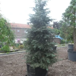 Colorado Zilverspar (Abies Concolor) -Goedkope Tuin Sprankel Winkel abies concolor glauca 350 400 c600