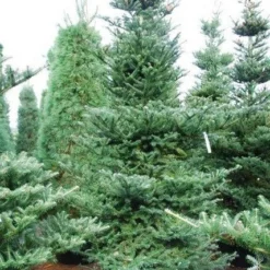 Koreaanse Zilverspar (Abies Koreana) -Goedkope Tuin Sprankel Winkel abies koreana