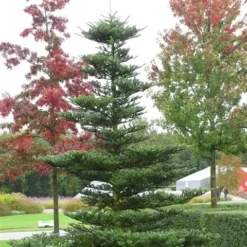 Koreaanse Zilverspar (Abies Koreana) -Goedkope Tuin Sprankel Winkel abies koreana 1