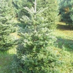 Koreaanse Zilverspar (Abies Koreana) -Goedkope Tuin Sprankel Winkel abies koreana 125 150 1