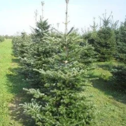Koreaanse Zilverspar (Abies Koreana) -Goedkope Tuin Sprankel Winkel abies koreana 175 200