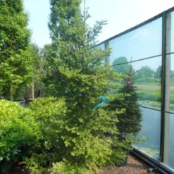 Koreaanse Zilverspar (Abies Koreana) -Goedkope Tuin Sprankel Winkel abies koreana 200 250