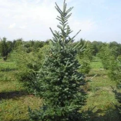 Koreaanse Zilverspar (Abies Koreana) -Goedkope Tuin Sprankel Winkel abies koreana 200 250 1