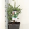 Koreaanse Zilverspar (Abies Koreana) -Goedkope Tuin Sprankel Winkel abies koreana c5 m