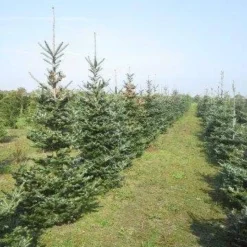 Koreaanse Zilverspar (Abies Koreana) -Goedkope Tuin Sprankel Winkel abies koreana diverse