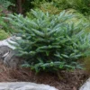 Koreaanse Zilverspar (Abies Koreana 'Silberlocke') -Goedkope Tuin Sprankel Winkel abies koreana silberlocke