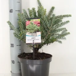 Koreaanse Zilverspar (Abies Koreana 'Silberlocke') -Goedkope Tuin Sprankel Winkel abies koreana silberlocke c3 m 2