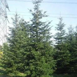 Nordmann-spar (Abies Nordmanniana) -Goedkope Tuin Sprankel Winkel abies nordmaniana 550