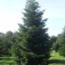 Nordmann-spar (Abies Nordmanniana) -Goedkope Tuin Sprankel Winkel abies nordmaniana 550 1
