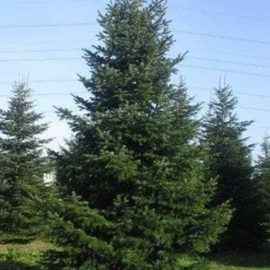 Nordmann-spar (Abies Nordmanniana) -Goedkope Tuin Sprankel Winkel abies nordmaniana 650