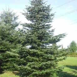 Nordmann-spar (Abies Nordmanniana) -Goedkope Tuin Sprankel Winkel abies nordmaniana 650 1