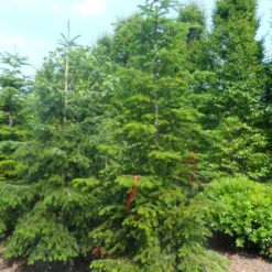 Nordmann-spar (Abies Nordmanniana) -Goedkope Tuin Sprankel Winkel abies nordmanniana 250 300