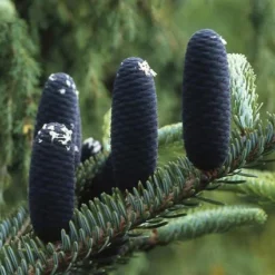 Koreaanse Zilverspar (Abies Koreana) -Goedkope Tuin Sprankel Winkel abkorean 6
