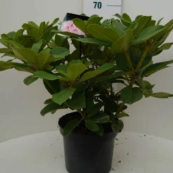 Rhododendron (Rhododendron 'Albert Schweitzer') -Goedkope Tuin Sprankel Winkel albert schweitzer c7.5 voor