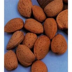 Amandelboom (Prunus Dulcis) -Goedkope Tuin Sprankel Winkel amandelboom prunus dulcis robijn prunus dulcis robijn amandel 8f2