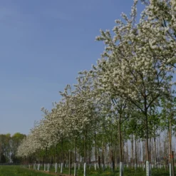 Krent Als Boom (Amelanchier Lamarckii) -Goedkope Tuin Sprankel Winkel amelanchier lamarckii s 18 20 25 bloesem