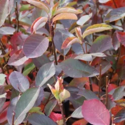 Krentenboom (Amelanchier Laevis 'Ballerina') -Goedkope Tuin Sprankel Winkel amelanchier ballerina 1