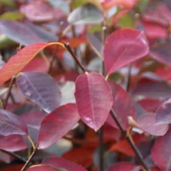 Goedkope Tuin Sprankel Winkel -Goedkope Tuin Sprankel Winkel amelanchier ballerina 2