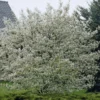 Canadese Krentenboom (Amelanchier Canadensis)
