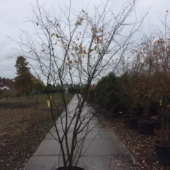 Krentenboom Als Struik (Amelanchier Lamarckii) -Goedkope Tuin Sprankel Winkel amelanchier lamarckii