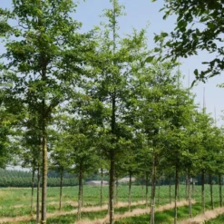 Krent Als Boom (Amelanchier Lamarckii) -Goedkope Tuin Sprankel Winkel amelanchier lamarckii s 18 20