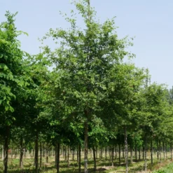Krent Als Boom (Amelanchier Lamarckii) -Goedkope Tuin Sprankel Winkel amelanchier lamarckii s 20 25