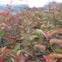 Krentenboom Als Struik (Amelanchier Lamarckii) -Goedkope Tuin Sprankel Winkel amelanchier lamarckii 2 1