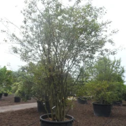 Krentenboom Als Struik (Amelanchier Lamarckii) -Goedkope Tuin Sprankel Winkel amelanchier lamarckii 400 500 c750