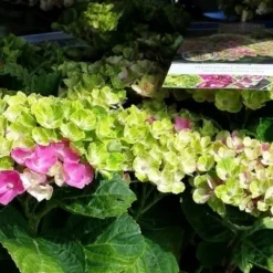 Hortensia (Hydrangea 'Magical Jewel Pink') -Goedkope Tuin Sprankel Winkel amethyst01c