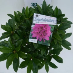 Rhododendron (Rhododendron 'Anah Kruschke') -Goedkope Tuin Sprankel Winkel annah kruschke c5 boven
