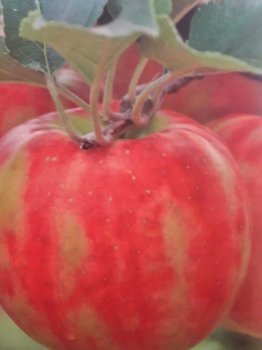 Lei-Appel (Malus Domestica 'Karneval') 2 Lei-Appel (Malus Domestica 'Karneval')