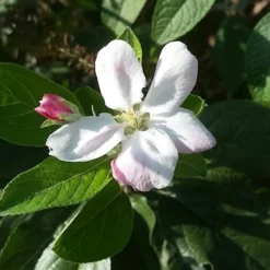 Lei-Appel (Malus Domestica 'Elstar') 11 Lei-Appel (Malus Domestica 'Elstar') -Goedkope Tuin Sprankel Winkel appelbloesemelstar01 2