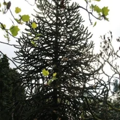 Apeboom (Araucaria Araucana) -Goedkope Tuin Sprankel Winkel araucaria araucana