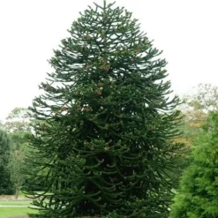 Apeboom (Araucaria Araucana) -Goedkope Tuin Sprankel Winkel araucaria araucana 1