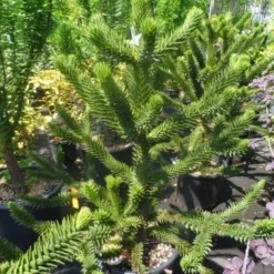 Apeboom (Araucaria Araucana) -Goedkope Tuin Sprankel Winkel araucaria araucana 100 125 150