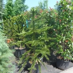 Apeboom (Araucaria Araucana) -Goedkope Tuin Sprankel Winkel araucaria araucana 150 175